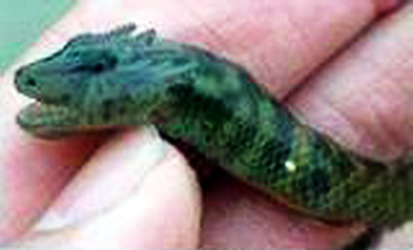 中國黃龍洞發(fā)現(xiàn)真龍